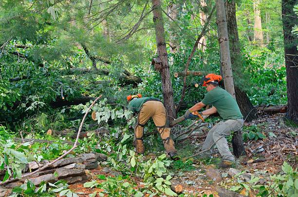 Best Tree Cutting Near Me  in Boyceville, WI